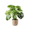 Indoor Plant 03